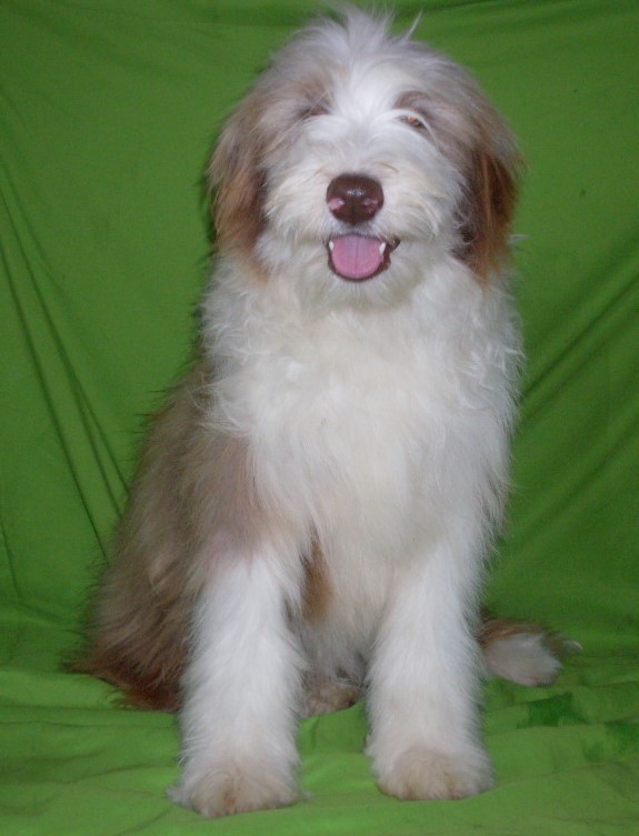 Fawn bearded collie cheap puppies for sale